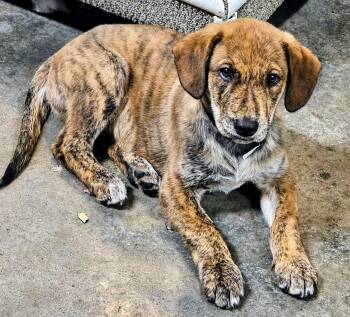 Rescue Mixed Breed Dogs for Adoption in South Portland, Maine - VanGogh | PetCurious