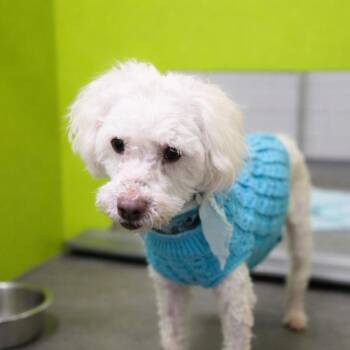 Poodle Dogs Available for Adoption in San Jacinto, California - Marshmallow | PetCurious