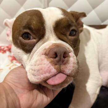 Moo Moo 2026-406 -  English Bulldog and Pit Bull Terrier Dog for Adoption in Winder, Georgia - Moo Moo 2026-406 | PetCurious