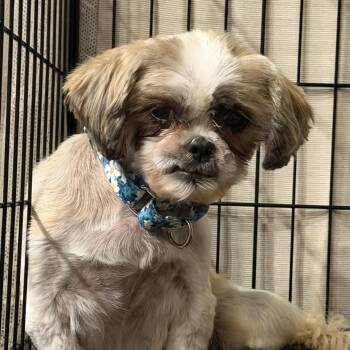 HazelNut -  Shih Tzu Dog for Adoption in Hindsboro, Illinois - HazelNut | PetCurious