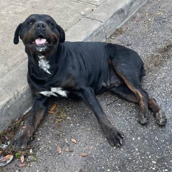 Rottweiler Dogs Available for Adoption - A801954 | PetCurious