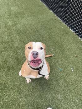 Bingleton -  Mixed Breed Dog for Adoption in Lafayette, Indiana - Bingleton | PetCurious