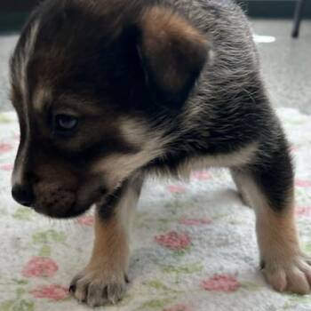 Rush -  Mixed Breed Dog for Adoption in Breese, Illinois - Rush | PetCurious