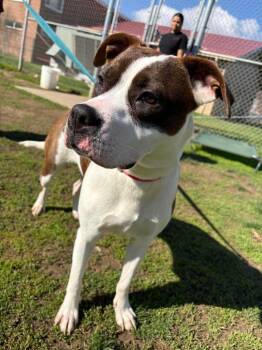 Terrier Dogs Available for Adoption - Sable | PetCurious