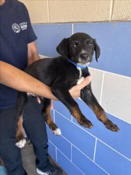 GRAPPLE -  German Shepherd Dog and Mixed Breed Dog Available for Adoption in Norco, California - GRAPPLE | PetCurious