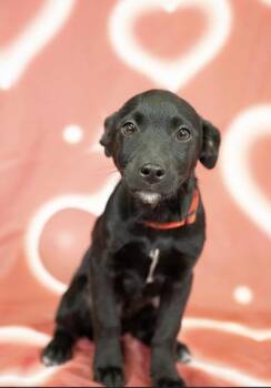 Labrador Retriever Dogs Available for Adoption - Stimpy | PetCurious