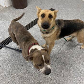 Pit Bull Terrier Dogs Available for Adoption in Spring Hill, Kansas - Hip Hop | PetCurious