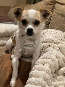 Rescue Chihuahua and Mixed Breed Dogs for Adoption in Bellmawr, New Jersey - Bailey | PetCurious