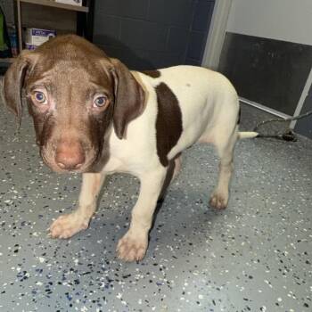 TUSC-Stray-84728 -  Pointer and Mixed Breed Dog for Adoption in Tuscaloosa, Alabama - TUSC-Stray-84728 | PetCurious