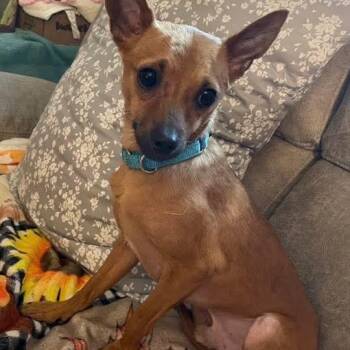 Mixed Breed Dogs Available for Adoption in Fairport, New York - Scrap | PetCurious