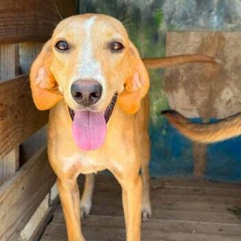 June Bug -  Hound Dog for Adoption in North Charleston, South Carolina - June Bug | PetCurious