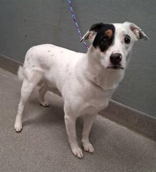 MILO -  Australian Cattle Dog Blue Heeler and Mixed Breed Dog for Adoption in Las Vegas, Nevada - MILO | PetCurious