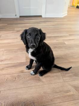 Border Collie and Poodle Dogs Available for Adoption - Juniper | PetCurious