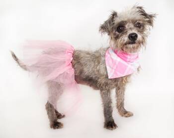 Ayla -  Terrier Dog for Adoption in Phoenix, Arizona - Ayla | PetCurious
