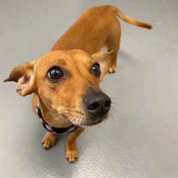 Chihuahua and Dachshund Dogs Available for Adoption - Charlie | PetCurious