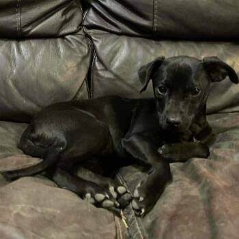 Chihuahua and Jack Russell Terrier Dogs Available for Adoption in Great Falls, Montana - Audrey | PetCurious