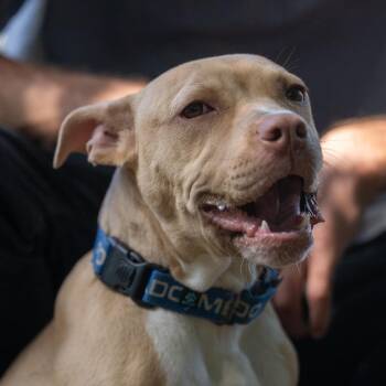 Hazelnut -  Pit Bull Terrier and Mixed Breed Dog for Adoption in Pawling, New York - Hazelnut | PetCurious