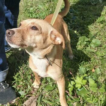 Rescue Chihuahua and Dachshund Dogs for Adoption in Normal, Illinois - Tater | PetCurious