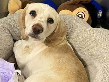 Beagle and Basset Hound Dogs Available for Adoption - HENRY | PetCurious