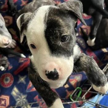 Pluto -  Terrier and Mixed Breed Dog for Adoption in Elk Grove Village, Illinois - Pluto | PetCurious