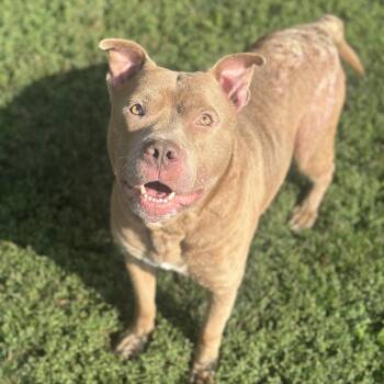 Akiro -  Pit Bull Terrier Dog for Adoption in Myerstown, Pennsylvania - Akiro | PetCurious