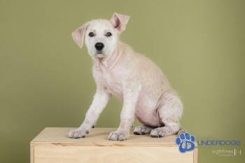 Rescue Husky Dogs for Adoption in Winnipeg, Manitoba - Zucchini | PetCurious