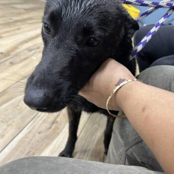 Shepherd and Mixed Breed Dogs Available for Adoption in Newark, New Jersey - Banana | PetCurious