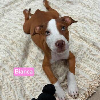Bianca -  Pit Bull Terrier and Boxer Dog for Adoption in Semmes, Alabama - Bianca | PetCurious