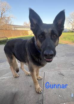 German Shepherd Dog Dogs Available for Adoption - Gunner | PetCurious