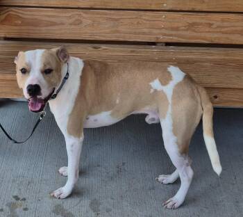 Calvin -  Pit Bull Terrier and Mixed Breed Dog for Adoption in Chattanooga, Tennessee - Calvin | PetCurious