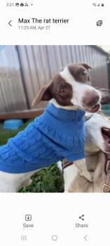 Jack Russell Terrier Dogs Available for Adoption in Murphys, California - Max | PetCurious