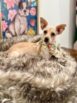 Sissy May -  Chihuahua Dog for Adoption in Friendswood, Texas - Sissy May | PetCurious