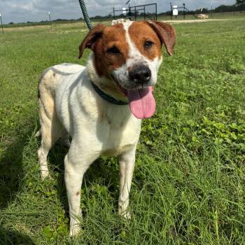 Boomer JuM -  Cattle Dog Dog for Adoption in Austin, Texas - Boomer JuM | PetCurious