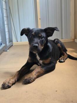 German Shepherd Dog and Akita Dogs Available for Adoption in Cleveland, Tennessee - Rodney | PetCurious