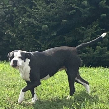 Rescue Mixed Breed Dogs for Adoption in Chattanooga, Tennessee - Georgia | PetCurious