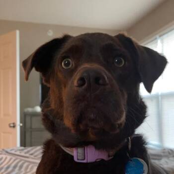 Labrador Retriever Dogs Available for Adoption - Kota | PetCurious