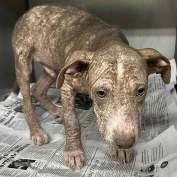 Rescue American Bulldog and Catahoula Leopard Dog Dogs for Adoption in Grand Bay, Alabama - Abbott | PetCurious