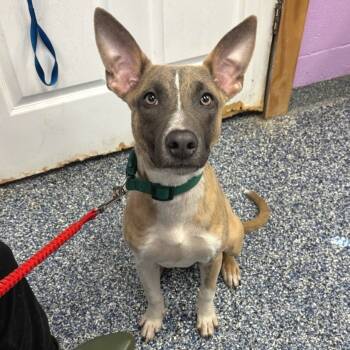 Rescue Pit Bull Terrier Dogs for Adoption in Belleville, Illinois - Hamilton | PetCurious