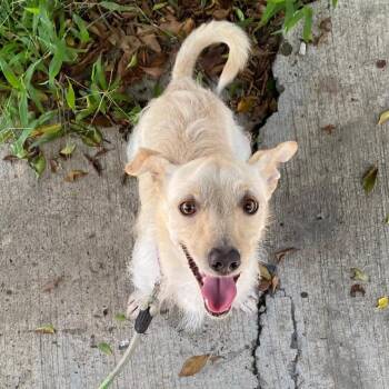 Terrier Dogs Available for Adoption - Fideos | PetCurious