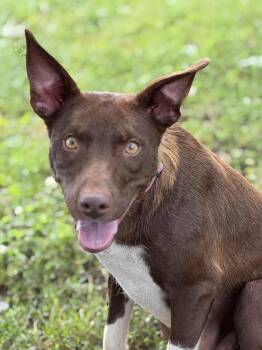 Gigi -  Border Collie and Mountain Cur Dog for Adoption in Culpeper, Virginia - Gigi | PetCurious