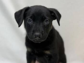 Rescue Rottweiler and German Shepherd Dog Dogs for Adoption in Portland, Oregon - Laugh | PetCurious
