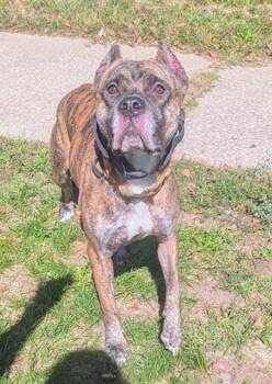 Rescue Presa Canario and Mixed Breed Dogs for Adoption in Akron, Ohio - SAPHIRA | PetCurious