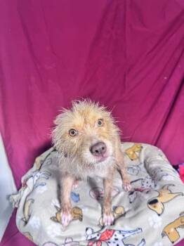 Border Terrier Dogs Available for Adoption in Opelousas, Louisiana - ASHLEY | PetCurious