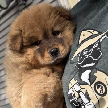 Chow Chow Dogs Available for Adoption in Madison, Wisconsin - Winnie | PetCurious