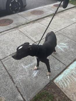 Mixed Breed Dogs Available for Adoption in West Chester, Pennsylvania - T`challah | PetCurious