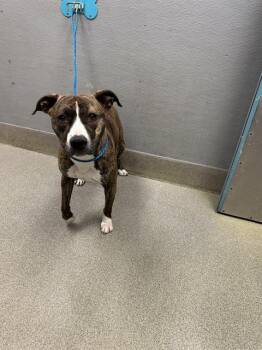 Pit Bull Terrier and Mixed Breed Dogs Available for Adoption in Las Vegas, Nevada - LADY ELOISE | PetCurious