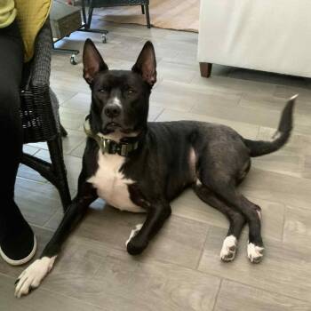 Rescue Mixed Breed Dogs for Adoption in Myrtle Beach, South Carolina - Kodiak - In Foster Home | PetCurious