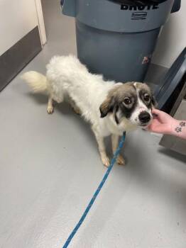 Jetta 661-26 -  Great Pyrenees and Mixed Breed Dog for Adoption in Cumming, Georgia - Jetta 661-26 | PetCurious