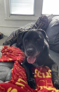 Mixed Breed Dogs Available for Adoption in Kansas City, Missouri - Percy | PetCurious