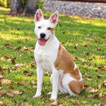 Nuke -  Australian Cattle Dog Blue Heeler and American Staffordshire Terrier Dog for Adoption in Lucedale, Mississippi - Nuke | PetCurious